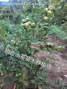 花香樹韻下的市場活力 探究欽州市那蒙鎮明合苗木種植場的成功創新