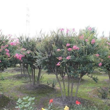 園林樹木種植 從規(guī)劃到養(yǎng)護(hù)的生態(tài)美學(xué)實(shí)踐