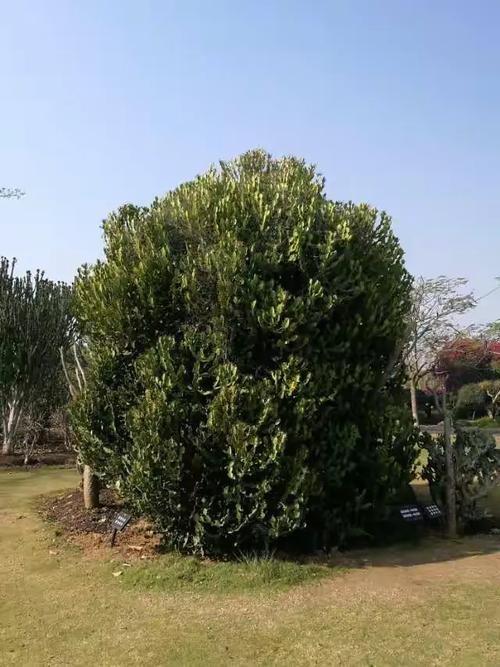 探秘西雙版納植物研究所花卉園 熱帶花卉樹木的種植奇跡