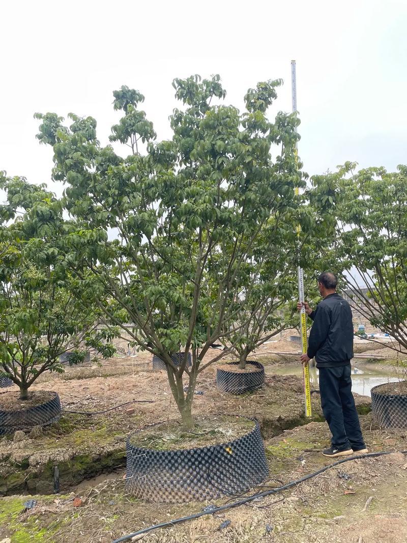 保定叢生黃蠟樹廠家哪家強(qiáng)？峻熙苗木種植技術(shù)實(shí)現(xiàn)產(chǎn)量提升30%、成活率升25%