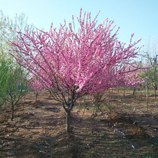 園林綠化樹木種植與養(yǎng)護(hù)指南 —— 以鄢陵縣永博花卉苗圃為例