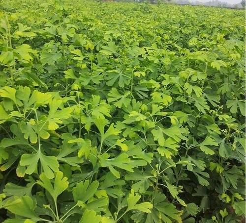 綜合性城市服務(wù)與建筑工程、綠化裝飾指南