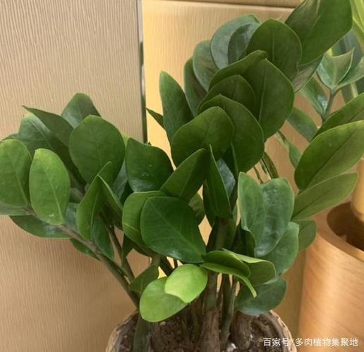 花生殼、雞蛋殼、樹皮、瓜子皮 養(yǎng)花“廢物”變“寶貝”的實(shí)用指南
