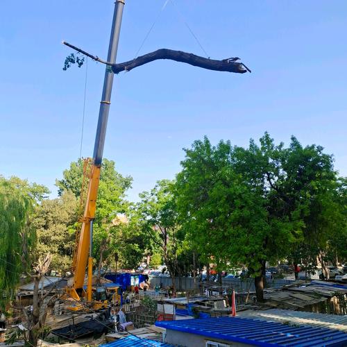 庭院綠化全攻略 從草坪鋪植到古樹修復(fù)，打造四季花園