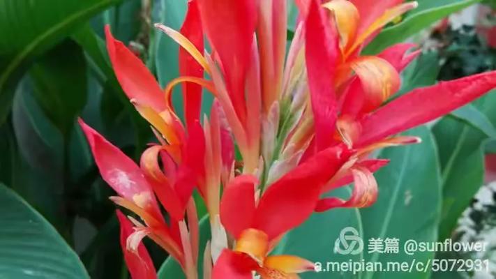 指尖留春 一位城市人的花果種植與手機(jī)攝影筆記