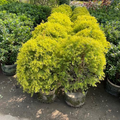 寶樹花卉 花卉樹木種植的實(shí)踐指南與美學(xué)探索
