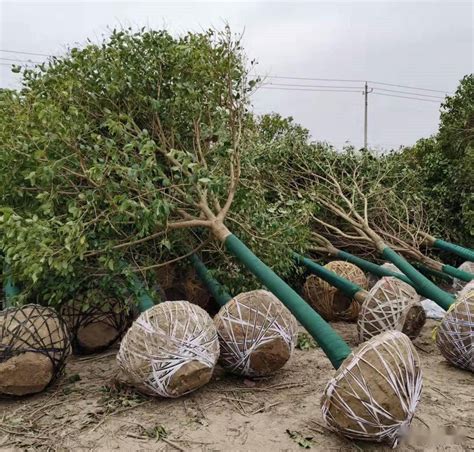北方適合種植什么苗木匯總_庭院十大植物排名素材)