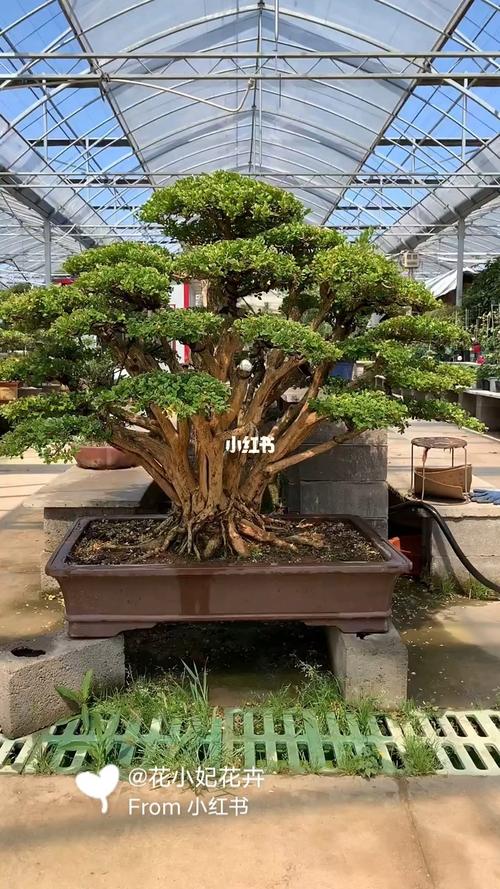 花小妃花卉: 瓜子黃楊造型樹,四季常青不落葉,耐寒耐旱南北方都可以