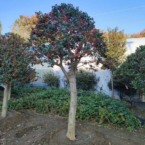 無刺枸骨樹金玉滿堂景觀樹滿堂紅四季常青庭院種植觀賞掛果花卉