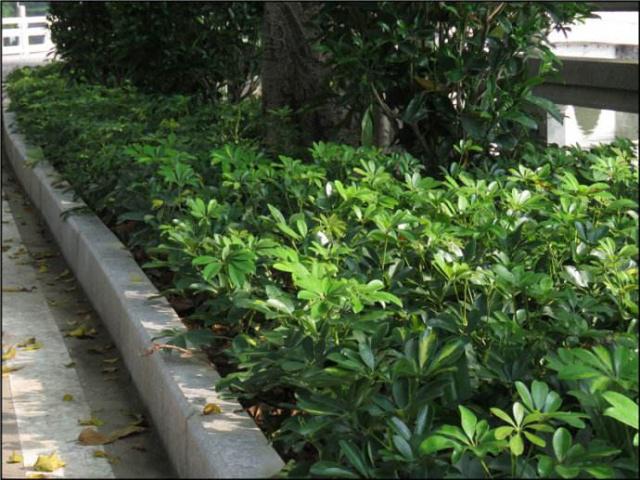 陽光不是很充足的環境,這些耐陰的花卉綠植,也能生長旺盛