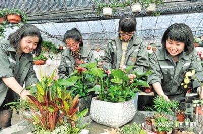 花卉工證報考全指南 時間、流程與樹木種植核心要點解析