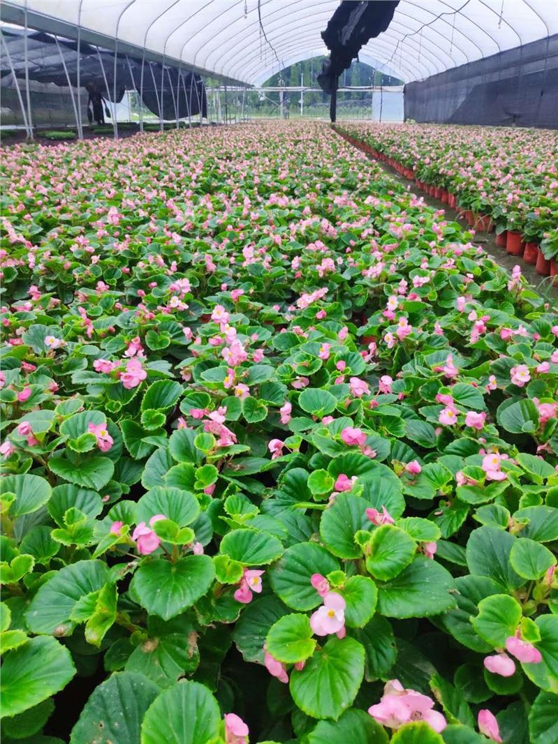 郴州海桐小苗綠化供應花草樹木批發 喬木供應基地 灌木球類供應