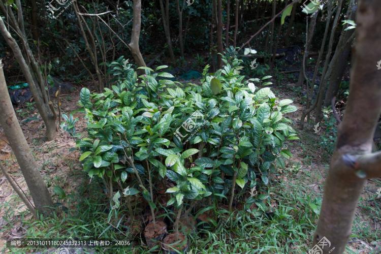 金花茶種植基地,防城金花茶圖片素材