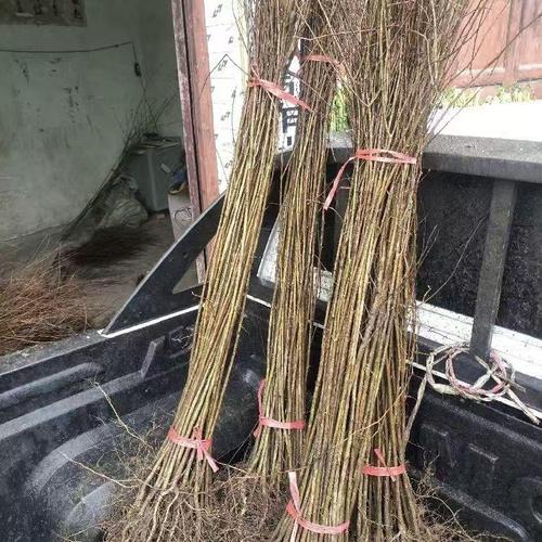 究竟是什么讓它們成為庭院花卉界的"常勝將軍"